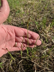 Carex siccata