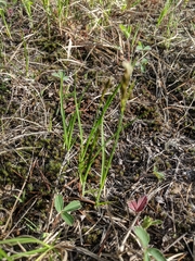Carex siccata