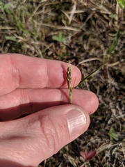 Carex siccata