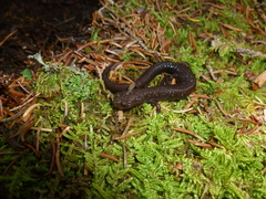 Plethodon nettingi