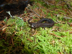 Plethodon nettingi