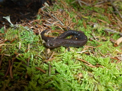 Plethodon nettingi