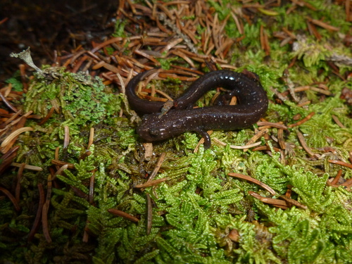 Cheat Mountain Salamander