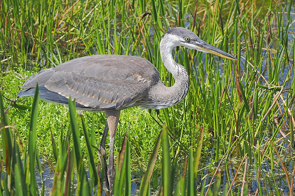 Great Blue Heron from Green Cay Nature Center & Wetlands, Boynton Beach ...