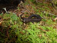 Plethodon nettingi