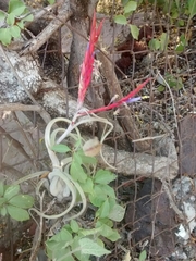 Tillandsia caput-medusae