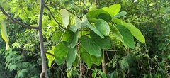 Bauhinieae