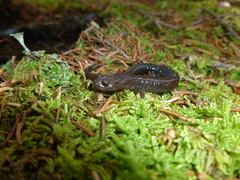 Plethodon nettingi