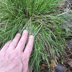 Carex tonsa