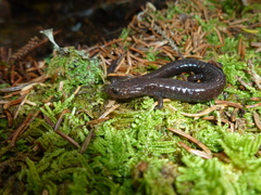 Plethodon nettingi