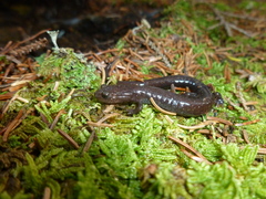 Plethodon nettingi