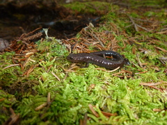 Plethodon nettingi