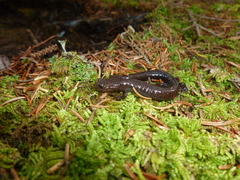 Plethodon nettingi