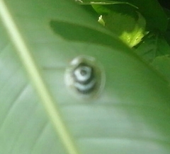 Ischnocodia annulus