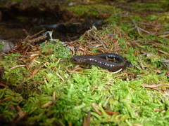 Plethodon nettingi