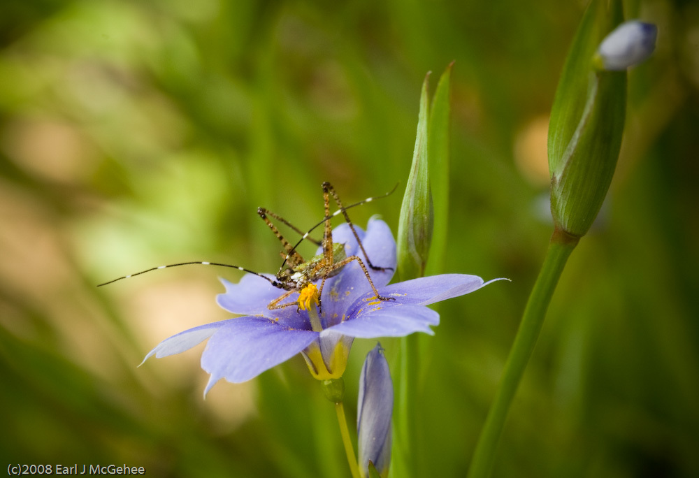 Sisyrinchium sagittiferum
