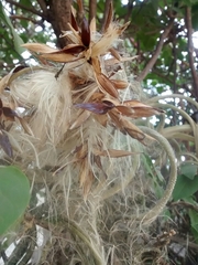 Tillandsia caput-medusae
