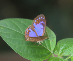 Poritia sumatrae
