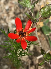 Adonis flammea
