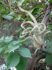 Tillandsia caput-medusae