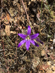 Brodiaea elegans elegans