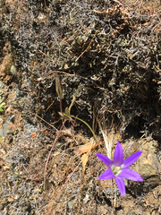 Brodiaea elegans elegans