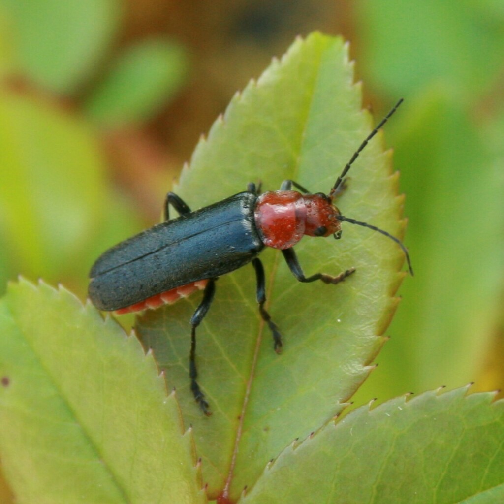 Cantharis paganettii