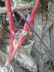 Tillandsia caput-medusae