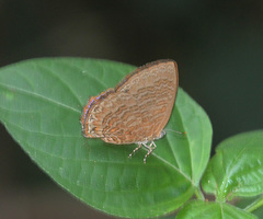 Poritia sumatrae