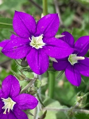 Legousia speculum-veneris