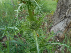 Sonchus asper