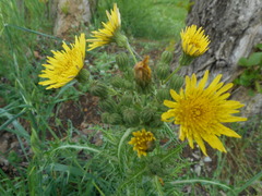 Sonchus asper