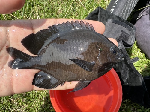 Kust-koraaljuffer (Pomacentrus littoralis) — Pomacentridae