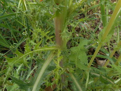 Sonchus asper
