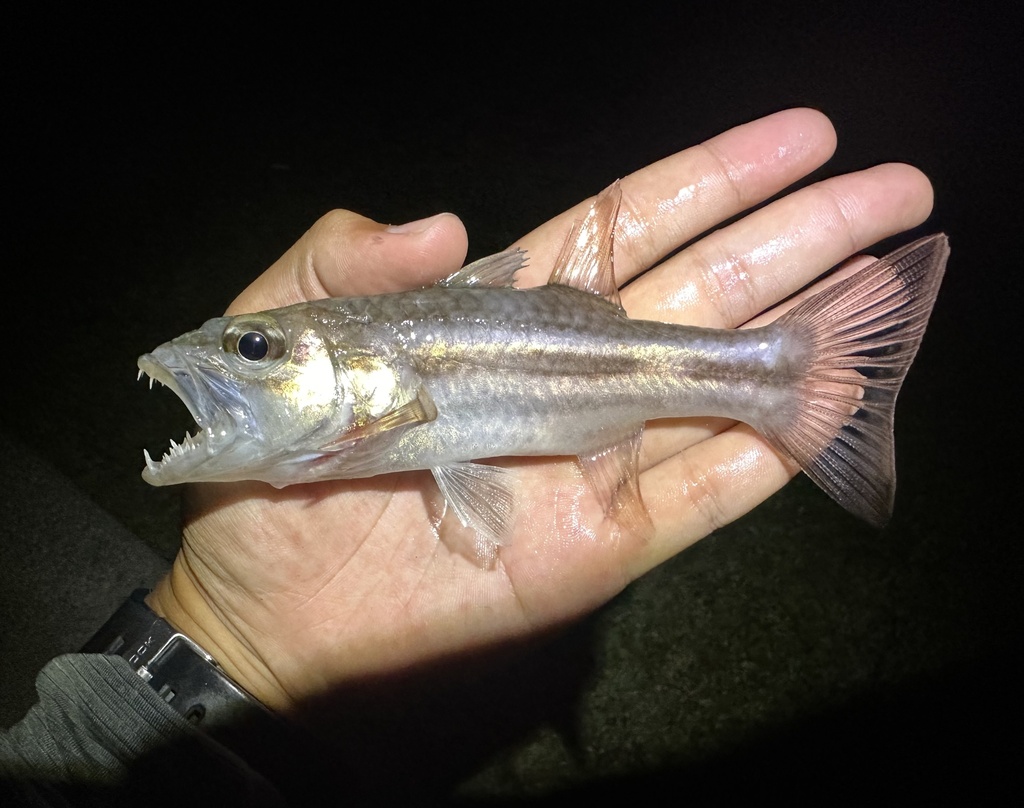 Singapore Cardinalfish