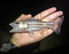 Singapore Cardinalfish photo 1