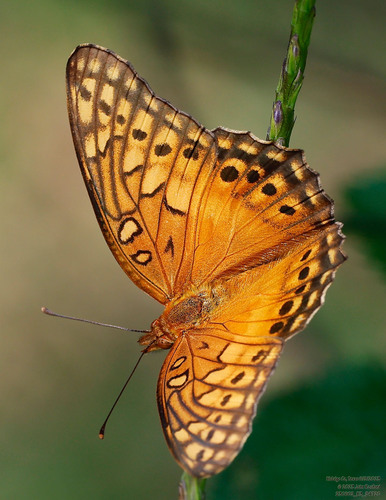 Mexican Fritillary photo 6