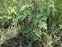 Angelica atropurpurea