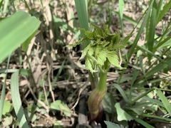 Angelica atropurpurea