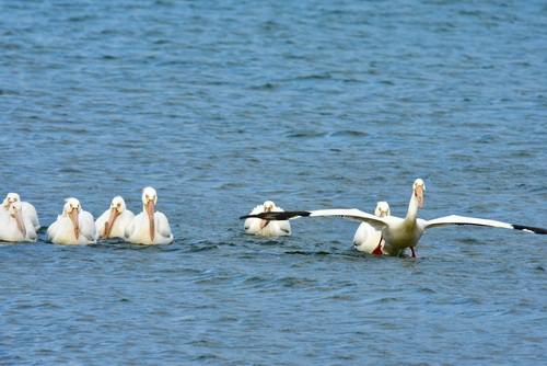 American White Pelican photographed in Michigan