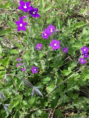 Legousia speculum-veneris