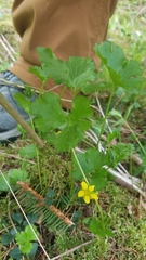 Waldsteinia fragarioides