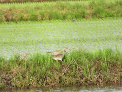 Numenius phaeopus