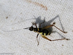 Phylloscyrtus amoenus