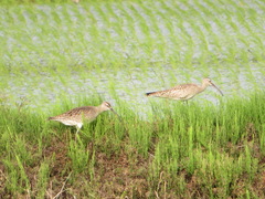 Numenius phaeopus