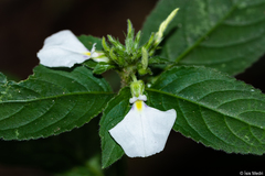 Pombalia communis