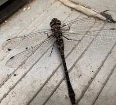 Gomphaeschna antilope