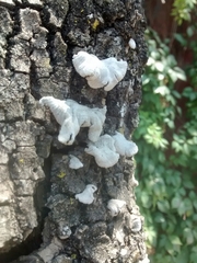 Schizophyllum commune