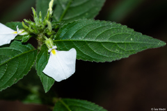 Pombalia communis