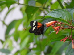 Heliconius erato
